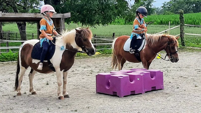 poney, cours